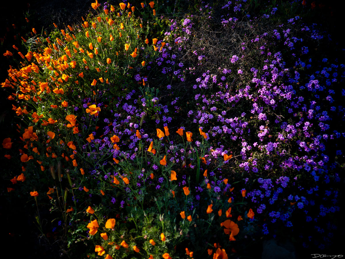 Pretty things that I wanted to take pictures of around Berkeley in 2023.